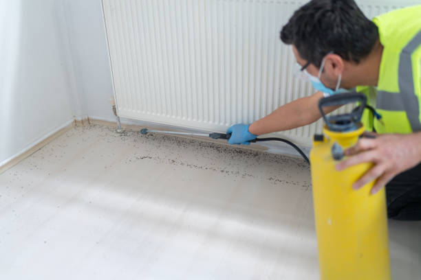 Best Wasp Removal Services  in Mahnomen, MN